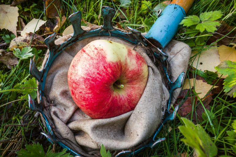 Bild på äpplen och plockare